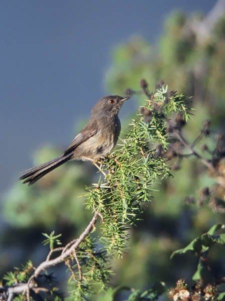 Ruskokerttu, Dartford Warbler, Sylvia undata